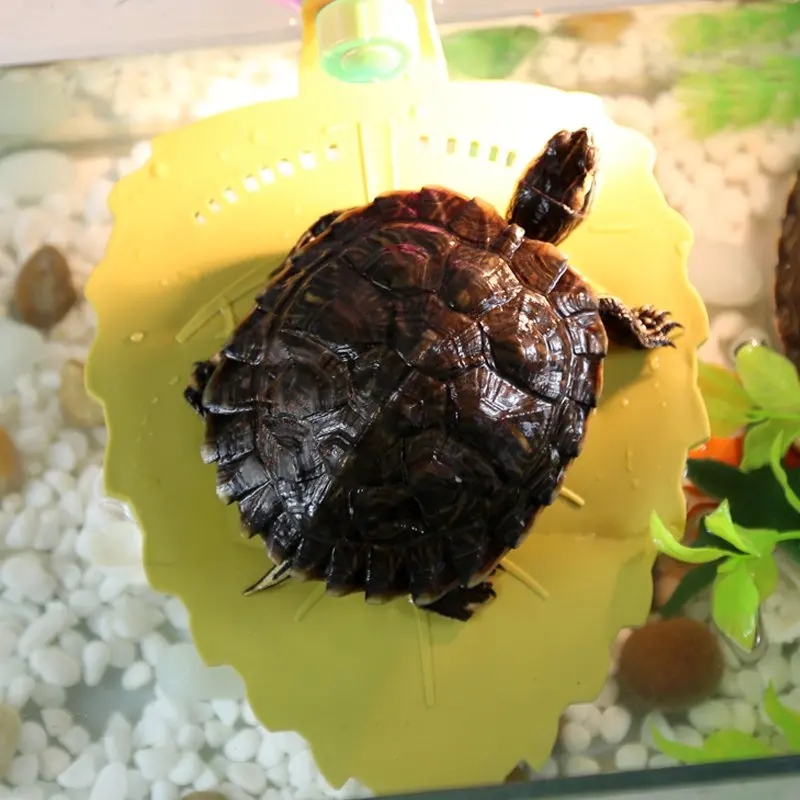 

Infant Shining Reptile Product Turtle Turtle Sun Large Tortoise High-end Atmosphere And Practical Appearance Kingpet