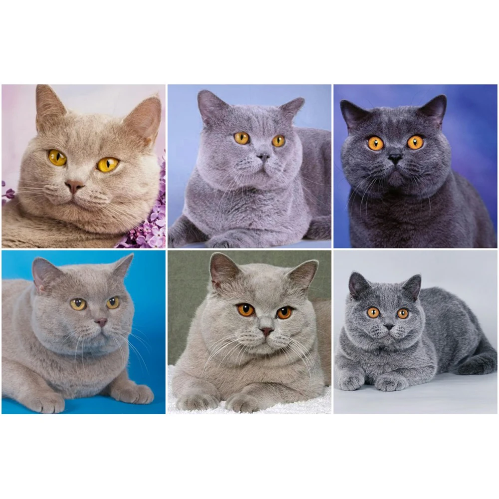 

Diamond Painting Cat Chartreux Full Square Diamond Embroidery Animal Pictures Of Rhinestones Cross Stitch Kit Home Decor a1289