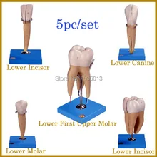 Dente humano modelo 5 pcs, Dentes incisivos, Dentes caninos e Molar Teeth modelo