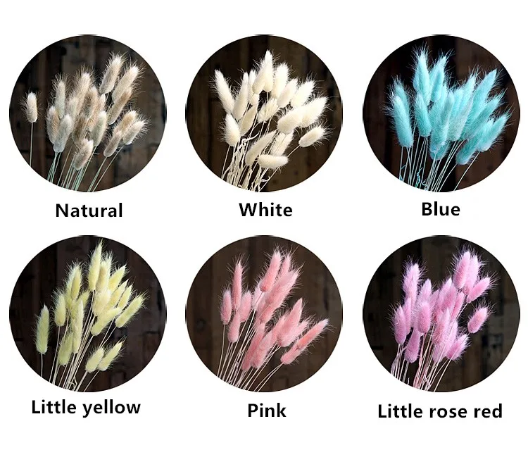 Alam 20 Pcs Bunga Kering Ekor Kelinci Rumput Rumput Lacang Anjing