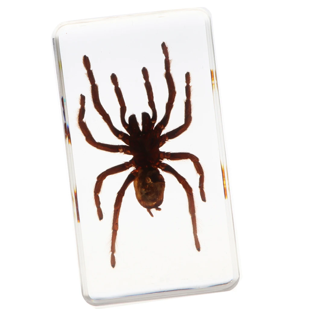 Real Insect Black Spider Specimen Encased in Resin School Educational Teaching Aid Great Collection Gift for Kids & Adults
