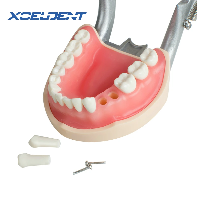 Модель зубов Стоматологическая универсальная пластина съемная модель зуба с DP артикулятором для стоматологов тренирование стоматологических студентов демонстрация