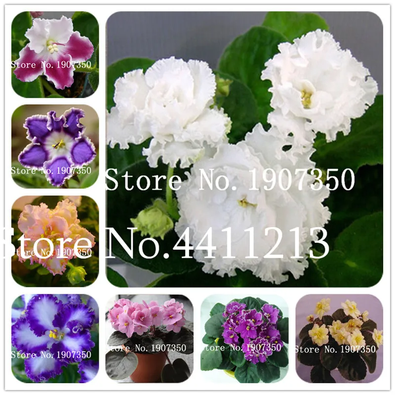 

120 plants exotic african violet plants Mixed colors Flower bonsai Saintpaulia Ionantha Garden bonsai Plant pot Perennial Herb