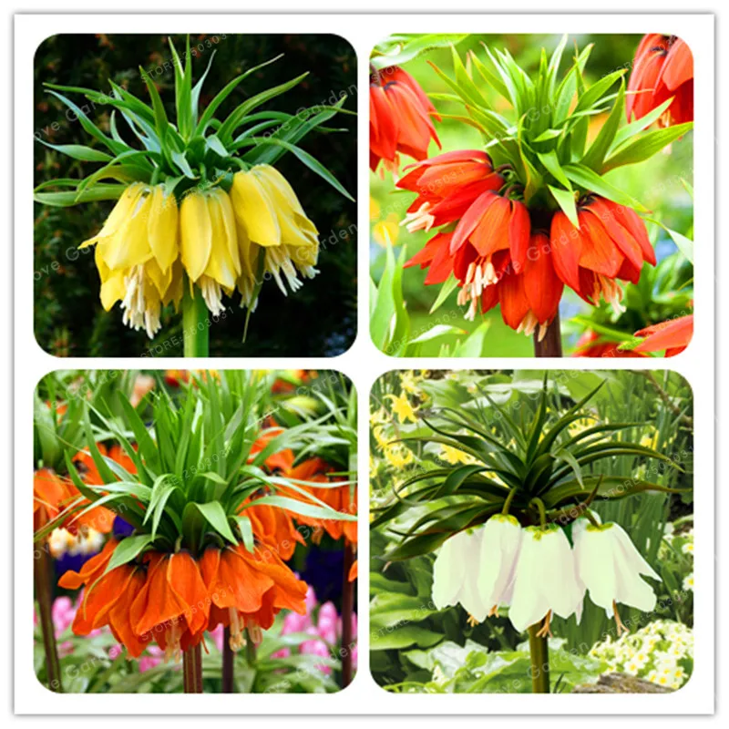 growing fritillaria from seed