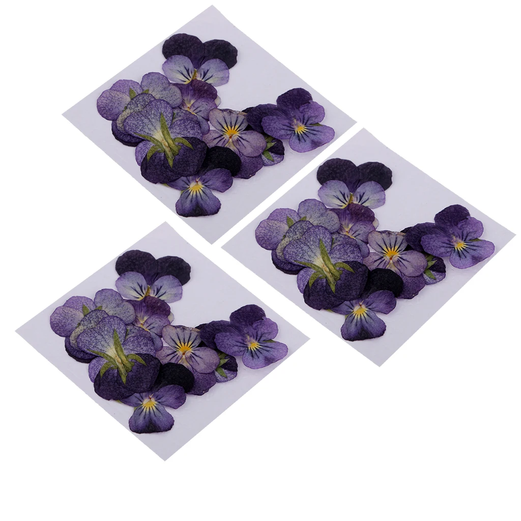 36 Pieces Natural Pressed Real Flower Violet Flower Dried Flowers for DIY Pendant Jewelry Making Crafts
