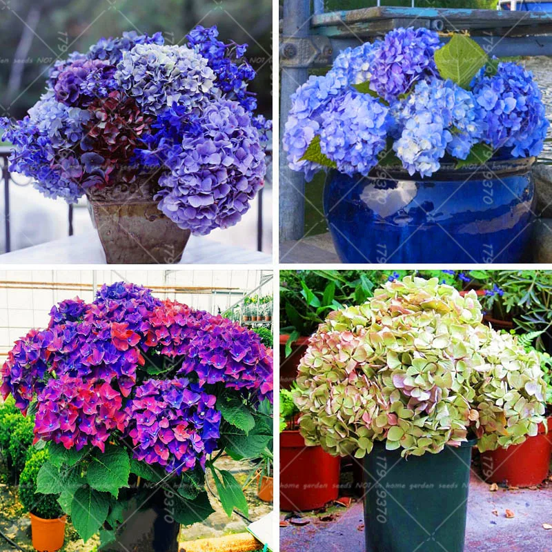 

10pcs Bonsai Hydrangea flower mixed color flowers Hoya carnosa potted plants Hydrangea macrophylla for home garden planting