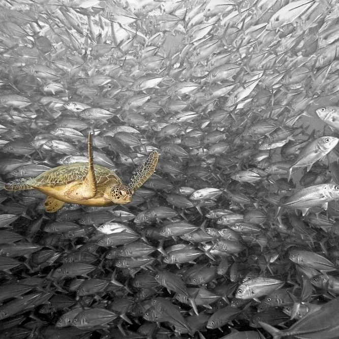 Malaysia  Green Sea Turtle (Chelonia Mydas) and Schooling Jacks; Sipidan Poster Print (17 x 11)