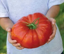 Big Beef Hybrid Tomato Seeds, Professional Pack, 200 Seeds / Pack, Extra-large, Extra-meaty, Extra-tasty Tomato