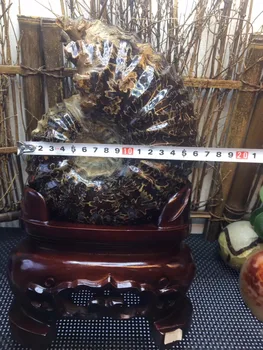 

5.2kg Natural conch fossil specimens of Madagascar Home Decoration Fengshui + Wood Base