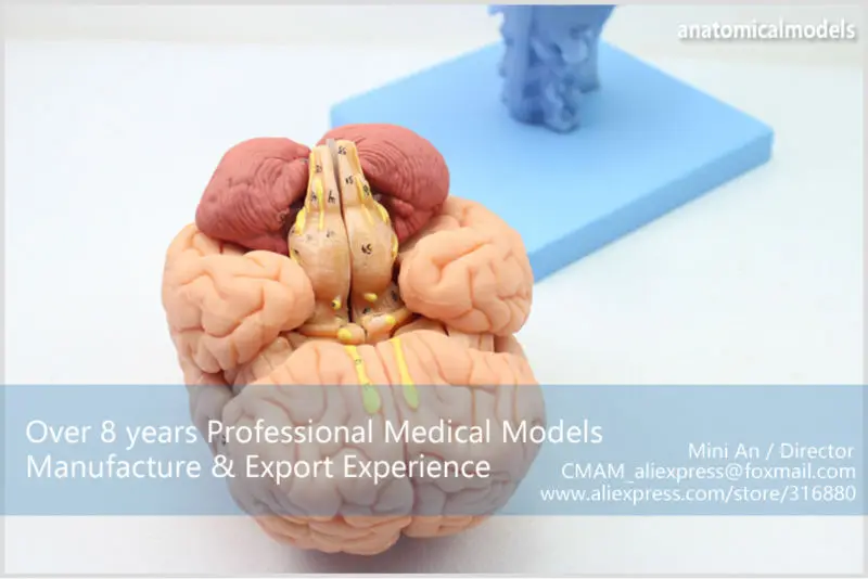 BRAIN06 CMAM BRAIN ANATOMICAL MODEL 15-PARTS 6