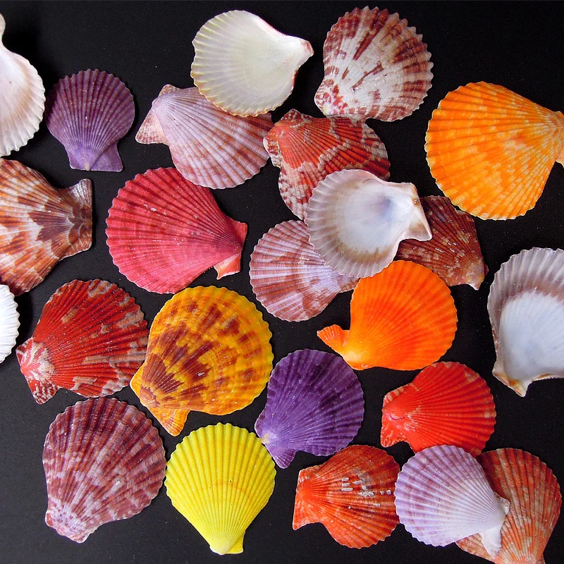 Natural Conch Shell Scallop Color Shell Quahog Purple fan Colorful