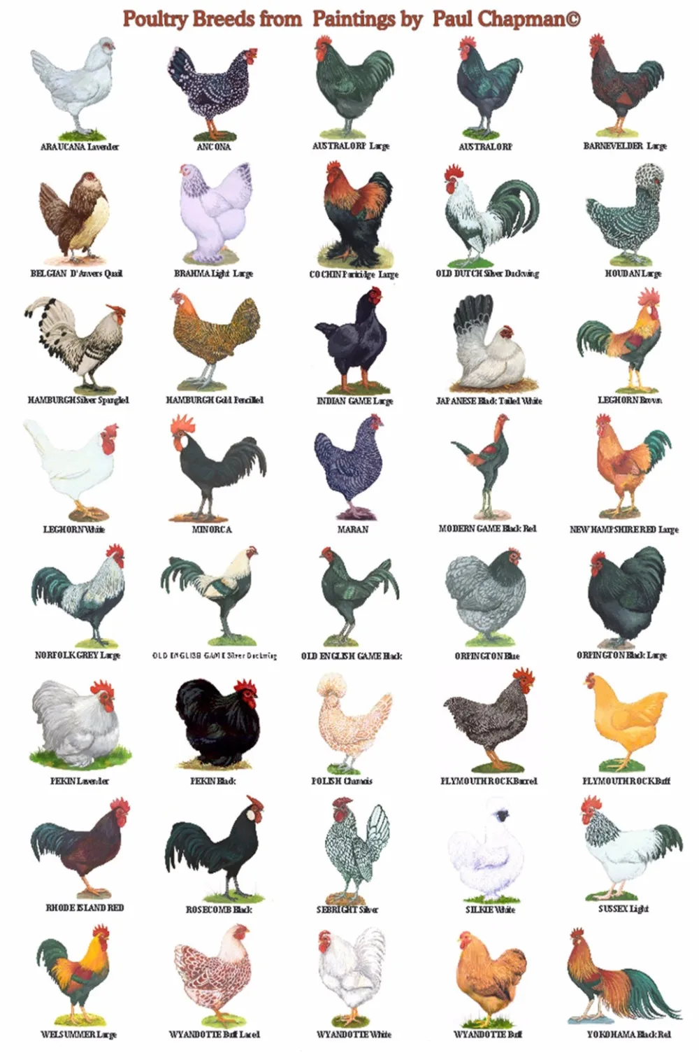 O-Chickens-01(50x33cm)