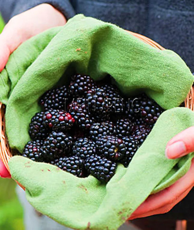 Thornless Blackberry Plant Juicy Sweet Healthy Diy Home Garden Fruit