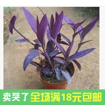 Spider Plant With Purple Flowers Amplify Pa Info Special Hot New Precious Purple Flower Pot Plant Leaf Spider