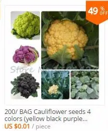 vegetable (2)