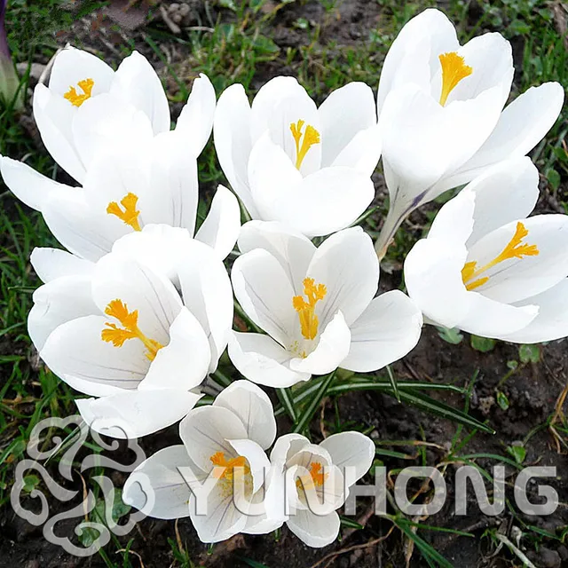 Buy White Saffron Saffron Bulb Iran Saffron Bulb
