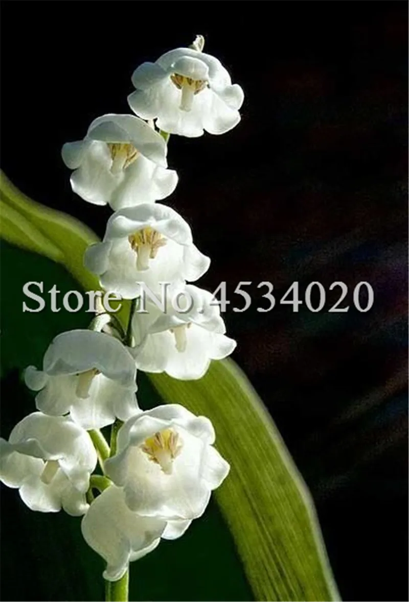 100 Pcs/Bag Lily Of The Valley Flower Bonsai, Bell Orchid Bonsai plants, Rich Aroma, White Orchids For Home Garden Decoration