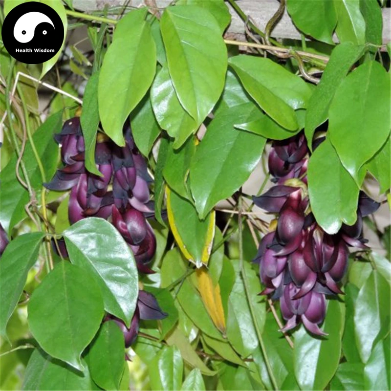 Buy Buy Evergreen Mucuna Stem Tree