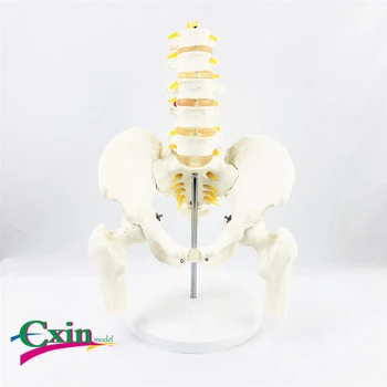 

Human five-section lumbar vertebrae pelvic model teaching model