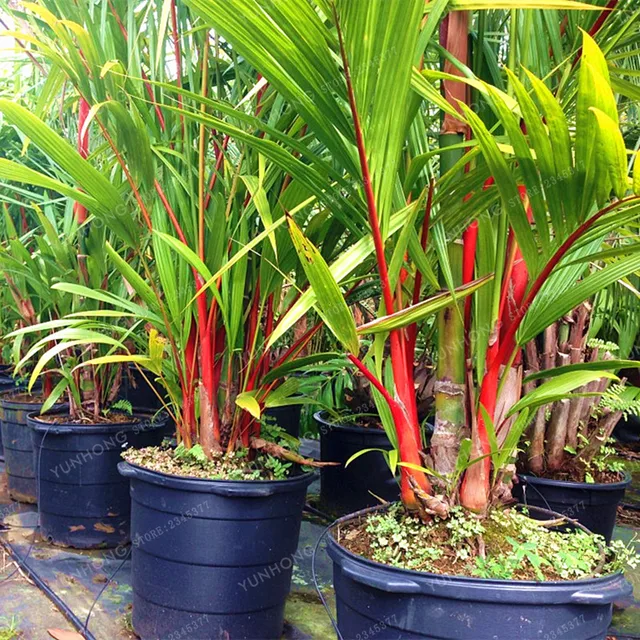 Lipstick Palm Cyrtostachys Renda Tree Red Sealing Wax Palm Bonsai Pot