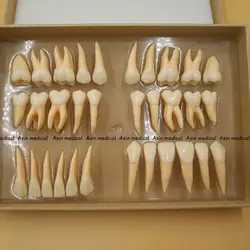Высокое качество 2,5 раз 32 шт. взрослых постоянных зубов Модель зубные подарок Связь Зуб Модели Odontologia