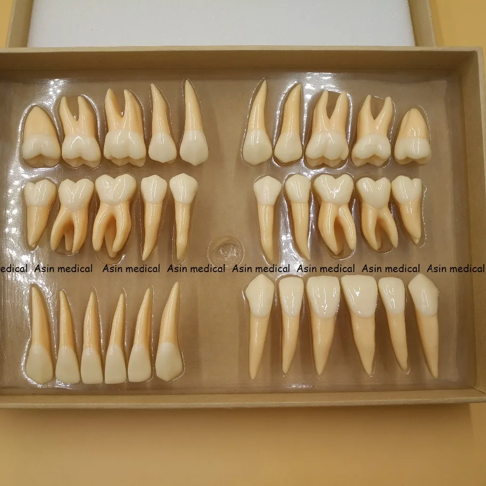 

High Quality 2.5 times 32 pcs adult permanent teeth model Dental gift Communication Tooth Models Odontologia
