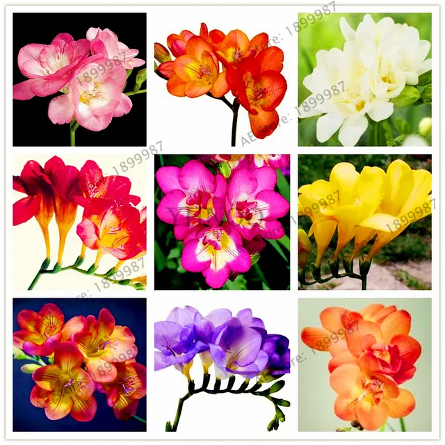 100pcs/bag Freesia garden,mixed color,freesia bulbs flower