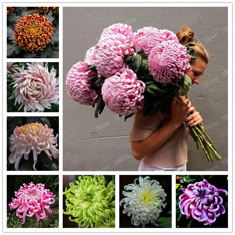 chinese mum flores rare perennial flower plantas indoor bonsai plants chrysanthemum plant for home garden mixed color 200pcsb in bonsai from home - Garden Mum chinese mum flores rare perennial flower plantas indoor bonsai plants chrysanthemum plant for home garden mixed color 200pcsb in bonsai from home - Garden Mum