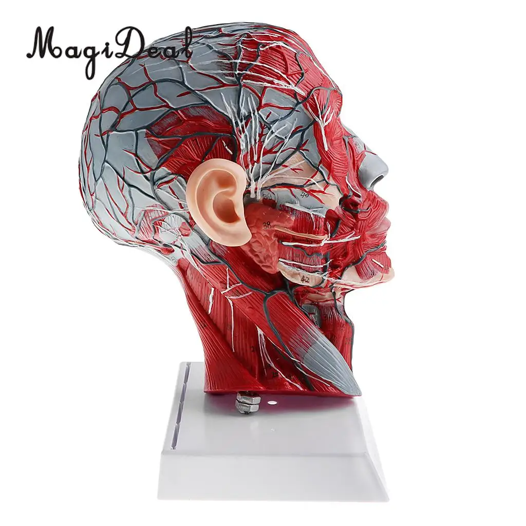 1:1 Human Head Skeleton W/Neck Vessel Nerve Skeleton Demonstration Model Laboratory Ornament School Medical Teaching Tool
