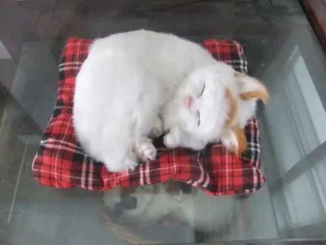 

Имитация спящего кота, около 17x20 см, модель ручной работы, игрушка, полиэтилен и пух, игрушка miaow cat, декоративная игрушка, подарок на Рождество w4115