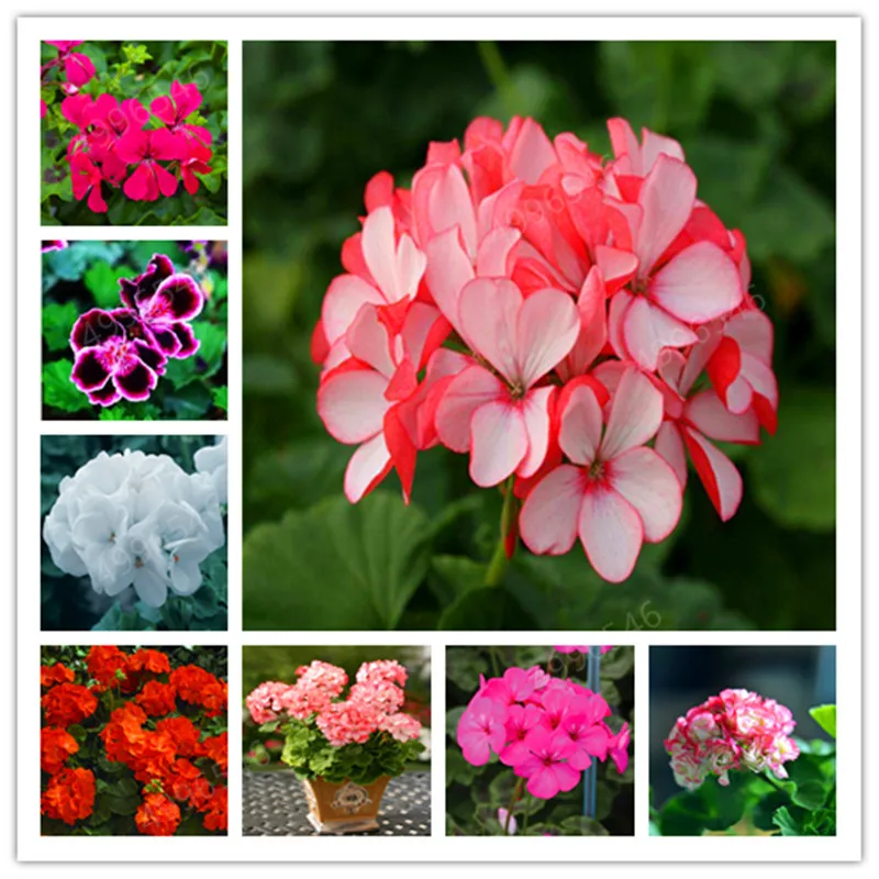 Где Купить Семена Герани Редких Сортов