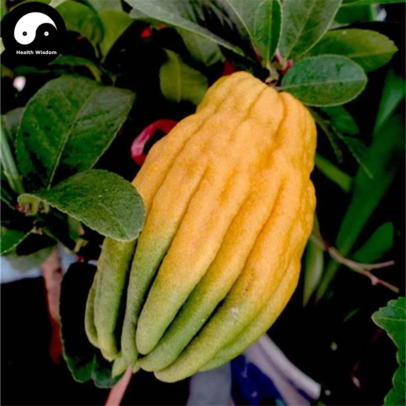 

Buy Citrus Medica Sarcodactylis Tree Semente 30pcs Plant Citron Bergamot Tree