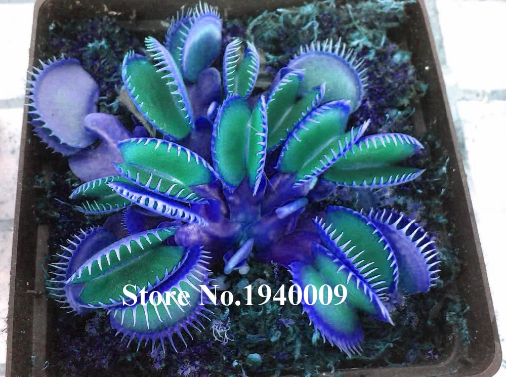 

Hot Sale 100 Pcs Potted blue Insectivorous Plant Bonsai Dionaea Muscipula rare Venus Flytrap bonsai Purify the Air