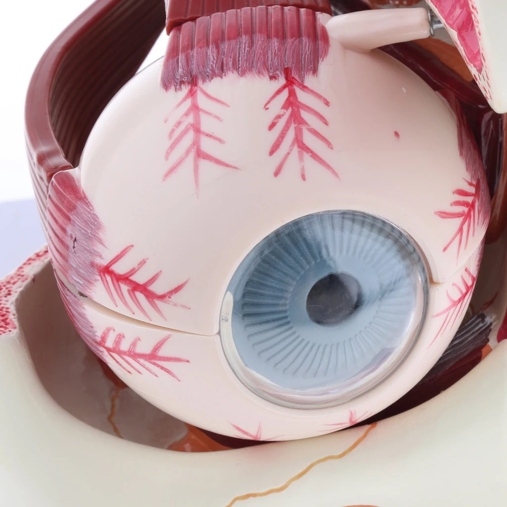  Magnification 3x Human Eye Anatomical Model Anatomy Medical Teaching Tool - 33039126343