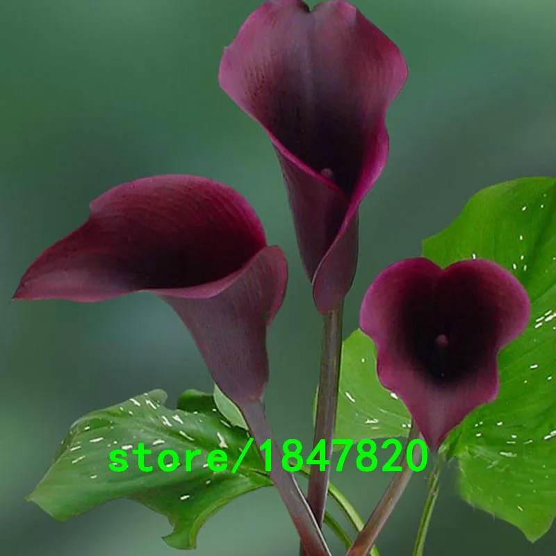 HTB1u0T7IpXXXXaDXVXXq6xXFXXXm