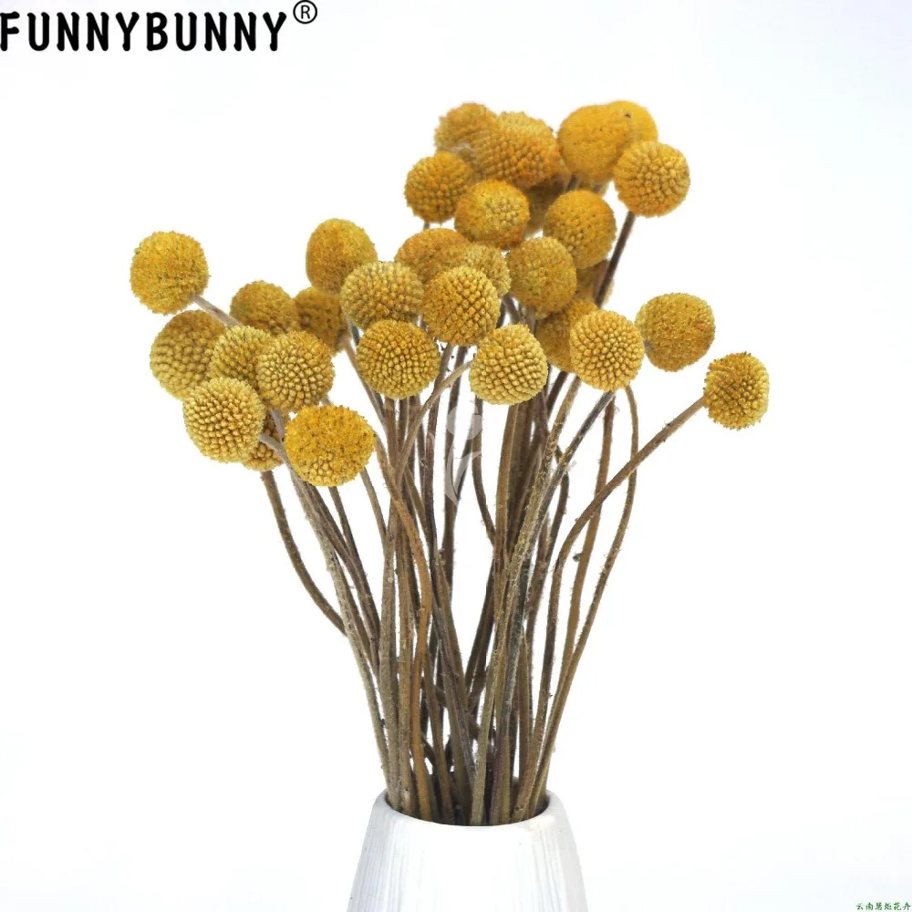 FUNNYBUNNY 5 шт. сушеные Craspedia желтый Billy шарики сушеные цветы для Свадебный букет Декоративный Рождественский венок DIY
