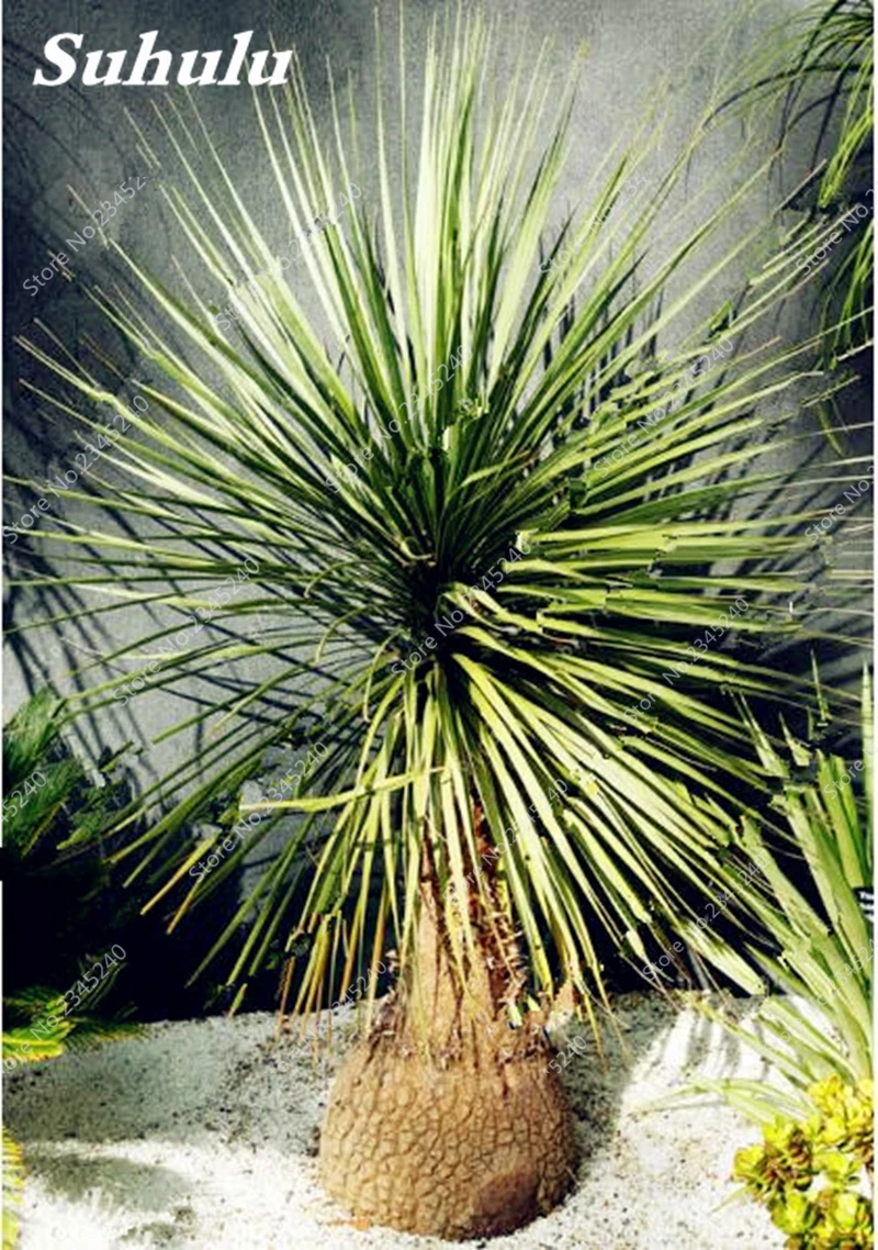10 шт./пакет Япония Cycas Крытый Drawf карликовые деревья горшках открытый саго пальмовое дерево цветочное растение для дома сад горшок Декор Лег... 10 шт./пакет Япония Cycas Крытый Drawf карликовые деревья горшках открытый саго пальмовое дерево цветочное растение для дома сад горшок Декор Лег...