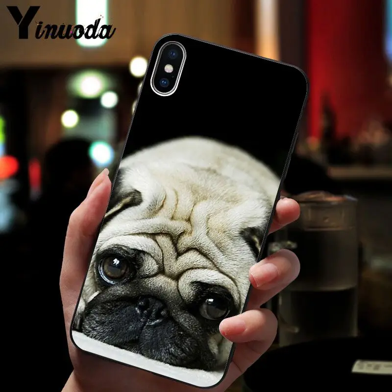 Cute pug dog