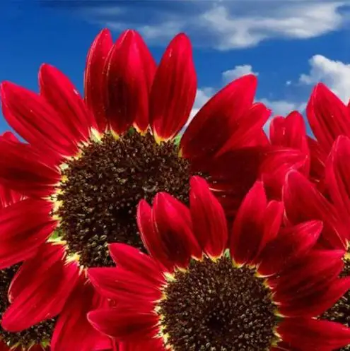 

2018 Top Fashion Real Very Easy Sementes 15pcs Helianthus Sunflower bonsai Sun Fortune Bloom Garden Heirloom Bonsai Plants Om