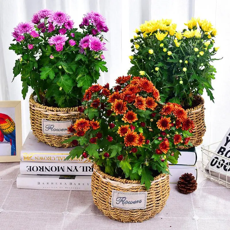 

200 PCS Bonsai South African Chrysanthemum Mix color Office Easy to Plant Flower daisy for home * garden