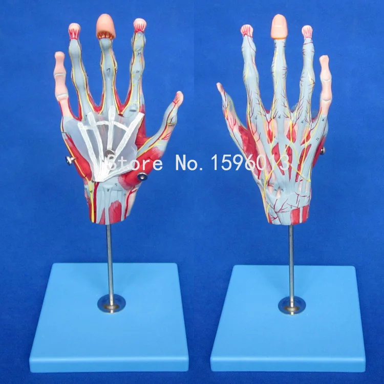 

Muscles of Hand with Main Vessels and Nerves model, hand muscles model
