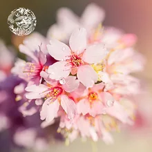 (loong)Super Organic Dried Peach blossom Flower Tea,Anti Aging Beauty Buck 100% Natural Organic, Welcome wholesale