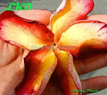 Plumeria Plants Rooted 7 15 inch Frangipani Flower Cymbidium Bonsai Plumeria rubra Plants no127 katie moragne