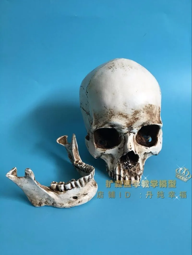 1:1, медицинский натюрморт, рисунок, модель человеческого черепа