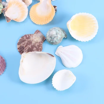 

130pcs Colorful Scallop Decoration Mini Sea Shells Mixed Beach Seashells Nonporous Seashells Accents for Candle Making Home