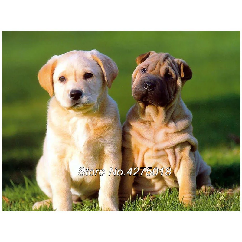 Cute SharPei Dog Hand painted
