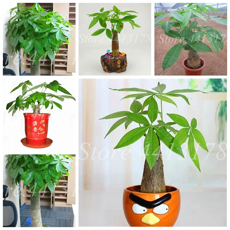 

1pcs Mini Pachira Macrocarpa Flores Money Tree Plantas Hawaiian Make Money Tree Plant Mini Bonsai Tree for Home Garden Planting