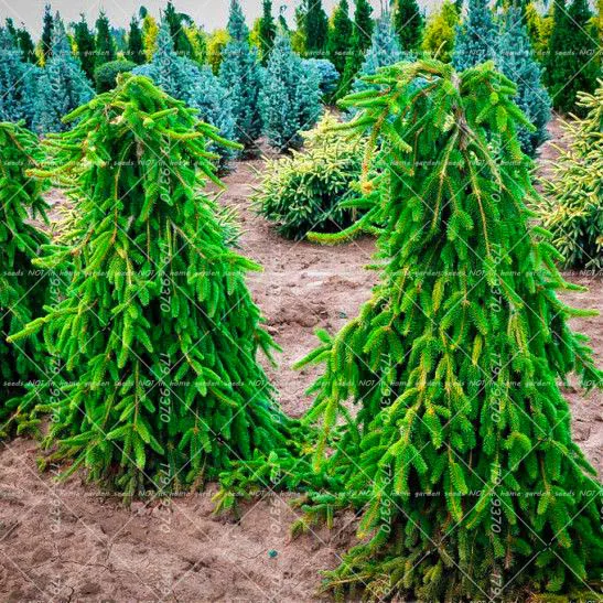 30PCS Rare Weeping Spruce Seeds Picea Pungens Glauca Tree Evergreen Plants For Home Garden In Bonsai From On Aliexpress 30PCS Rare Weeping Spruce Seeds Picea Pungens Glauca Tree Evergreen Plants For Home Garden In Bonsai From On Aliexpress