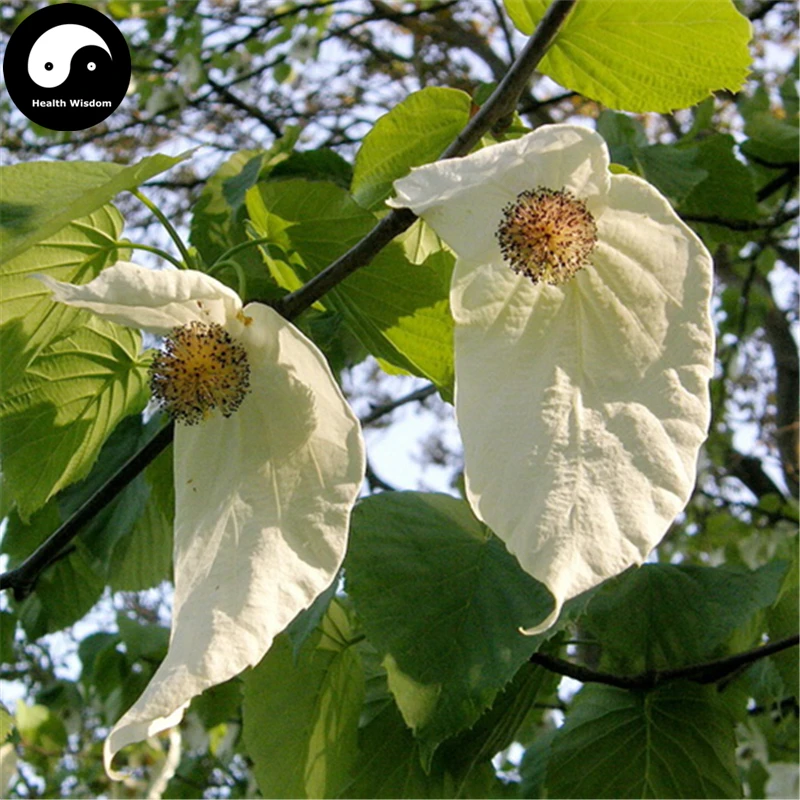 

Buy Pigeon Tree Semente 20pcs Plant Davidia Involucrata Tree Gong Tong Shu