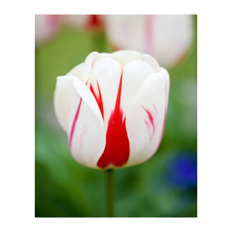 Full Round Diamond mosaic Flowers 5D DIY Diamond embroidery Cross stitch tulip Full Square Diamond painting Loves 9